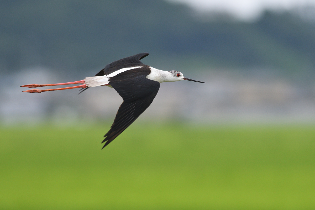 セイタカシギの飛翔 鳥 撮り トリミング