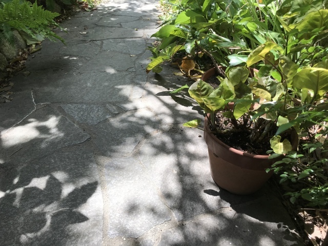 めちゃくちゃ残暑_d0101846_06232120.jpeg