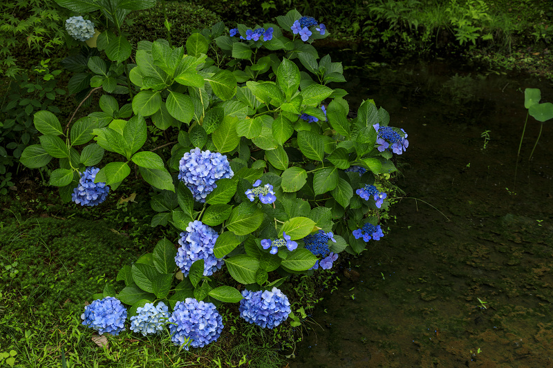 緑に包まれる酬恩庵一休寺_f0155048_10501073.jpg