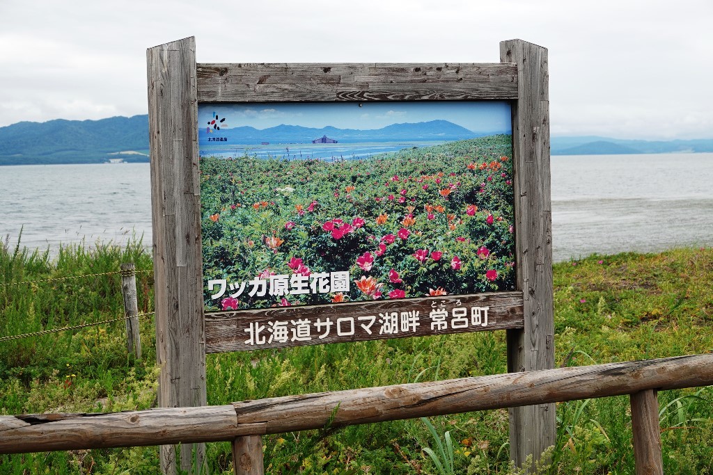 北海道探鳥地放浪の旅 画像編_b0227552_19311487.jpg