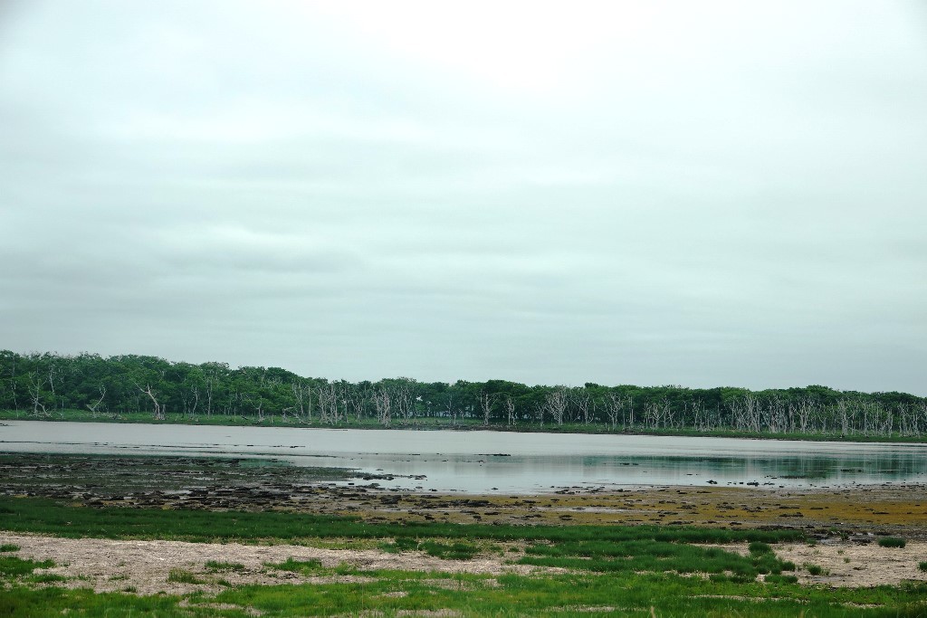 北海道探鳥地放浪の旅 画像編_b0227552_19404263.jpg