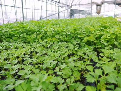 熊本セロリ「清正人参」 苗床の様子を現地取材!定植は9月下旬からの予定です!_a0254656_18522776.jpg