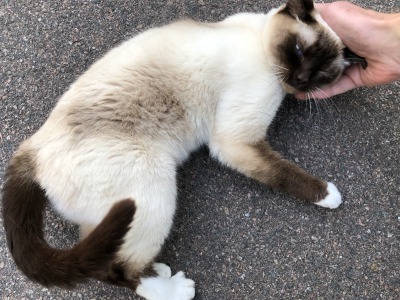 シャム猫のサーシャ プリンスエドワード島の四季 シャム猫のサーシャ プリンスエドワード島の四季