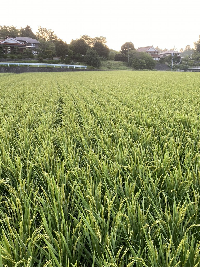 早朝散歩 八月の半ば Crosse 便り 早朝散歩 八月の半ば Crosse 便り