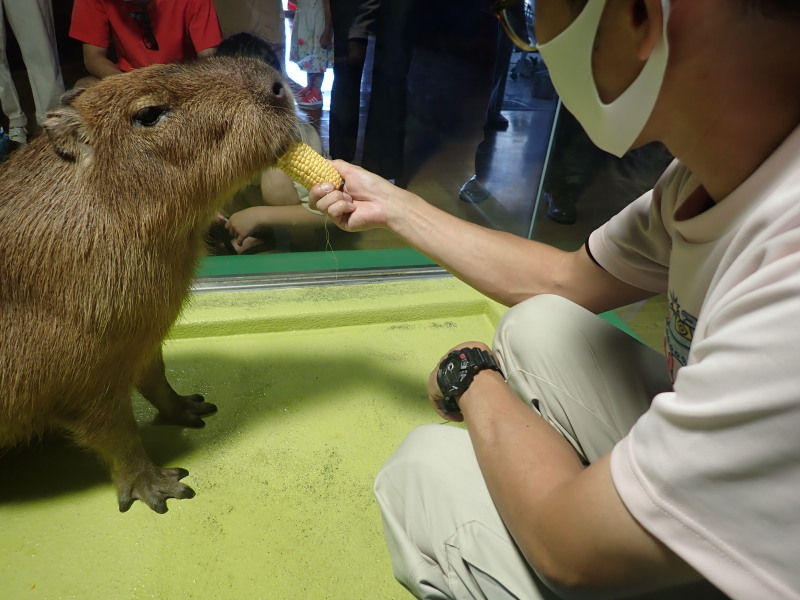 毎日の退屈な日々に楽しみを 追記 竹島水族館スタッフブログ