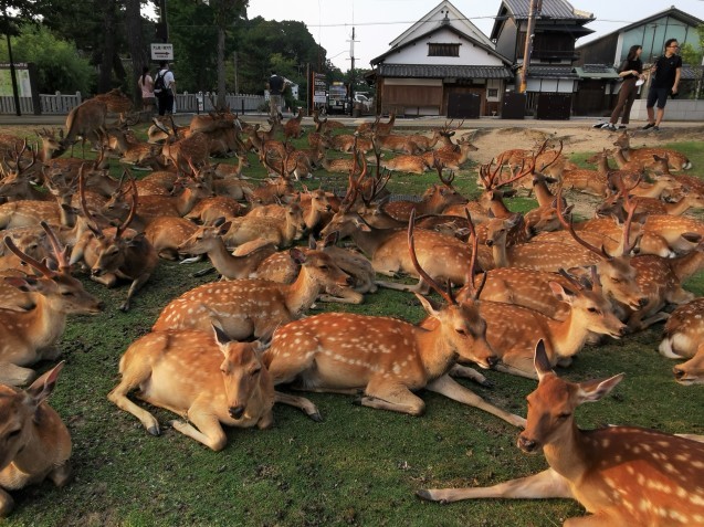 盛夏の奈良 〆は鹿鹿鹿の鹿たまり 猫空くみょん食う寝る遊ぶ Part2 盛夏の奈良 〆は鹿鹿鹿の鹿たまり 猫空くみょん食う寝る遊ぶ Part2