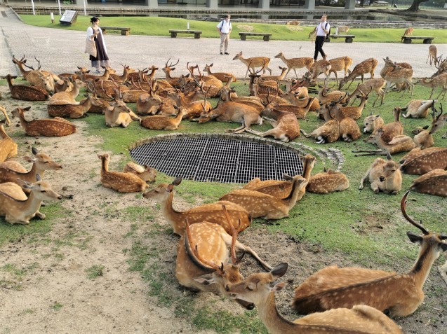 盛夏の奈良 〆は鹿鹿鹿の鹿たまり 猫空くみょん食う寝る遊ぶ Part2 盛夏の奈良 〆は鹿鹿鹿の鹿たまり 猫空くみょん食う寝る遊ぶ Part2