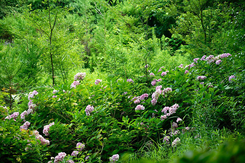 夏寺巡り@滋賀県 龍譚寺_f0032011_18330189.jpg