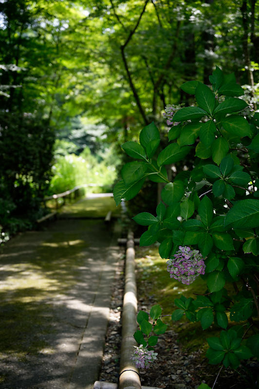 夏寺巡り@滋賀県 龍譚寺_f0032011_18333560.jpg