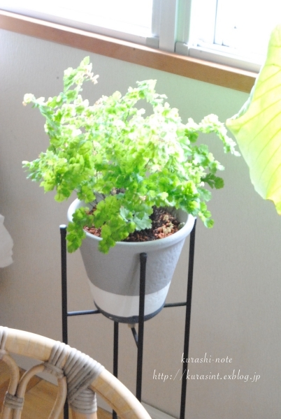 観葉植物を植え替える * ウンベラータ・アジアンタム・がじゅまる_b0351624_22024604.jpg