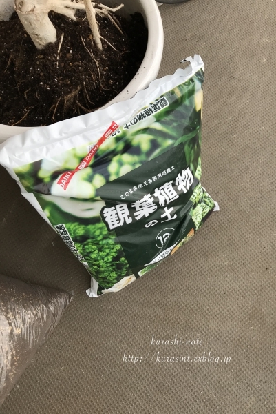 観葉植物を植え替える ウンベラータ アジアンタム がじゅまる クラシノート 観葉植物を植え替える ウンベラータ アジアンタム がじゅまる クラシノート