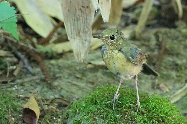 久しぶり、お山の水場…コルリの若鳥_e0413627_17243249.jpg