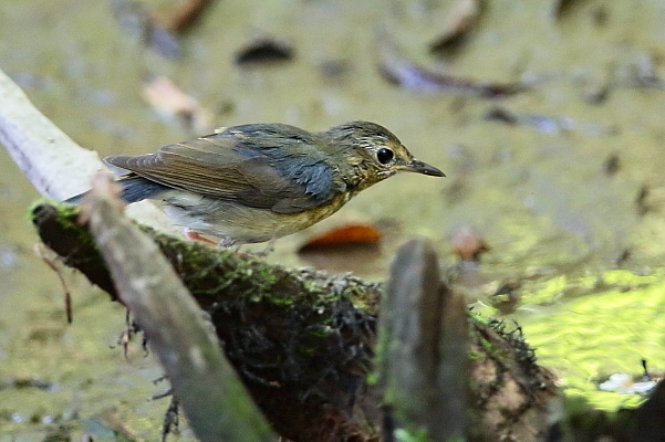 久しぶり、お山の水場…コルリの若鳥_e0413627_17251305.jpg