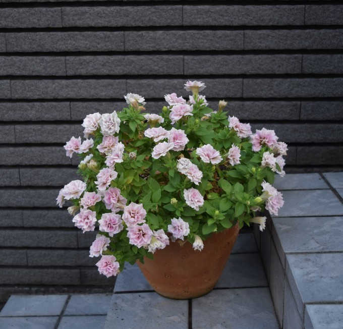 ペチュニア・ホィップマカロンモカモンブランも夏バテ？_a0228333_21480082.jpg