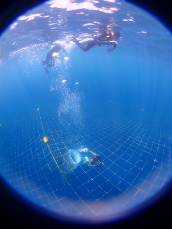 8月20日ジンベイザメ&青の洞窟_c0070933_19402816.jpg