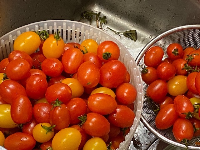 今頃にめがけて　いい茄子　パプリカ　トマト　ピーマン　収穫中　1本仕立て故　背丈　ご覧の通り_c0222448_12413103.jpg