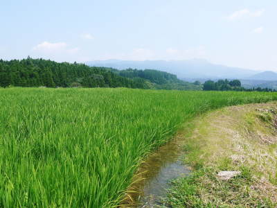 菊池水源棚田米　成長のの様子2020　まもなく順調に出穂です　水にこだわる匠の米作り_a0254656_18360511.jpg