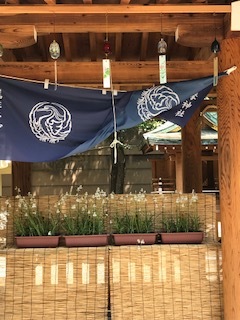 坐摩神社は、鷺草がいっぱい_a0399157_11374066.jpg