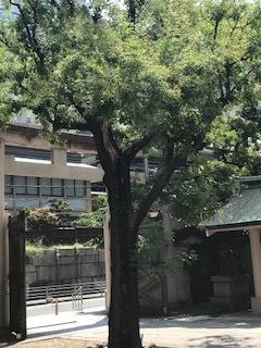 坐摩神社は、鷺草がいっぱい_a0399157_11384232.jpg