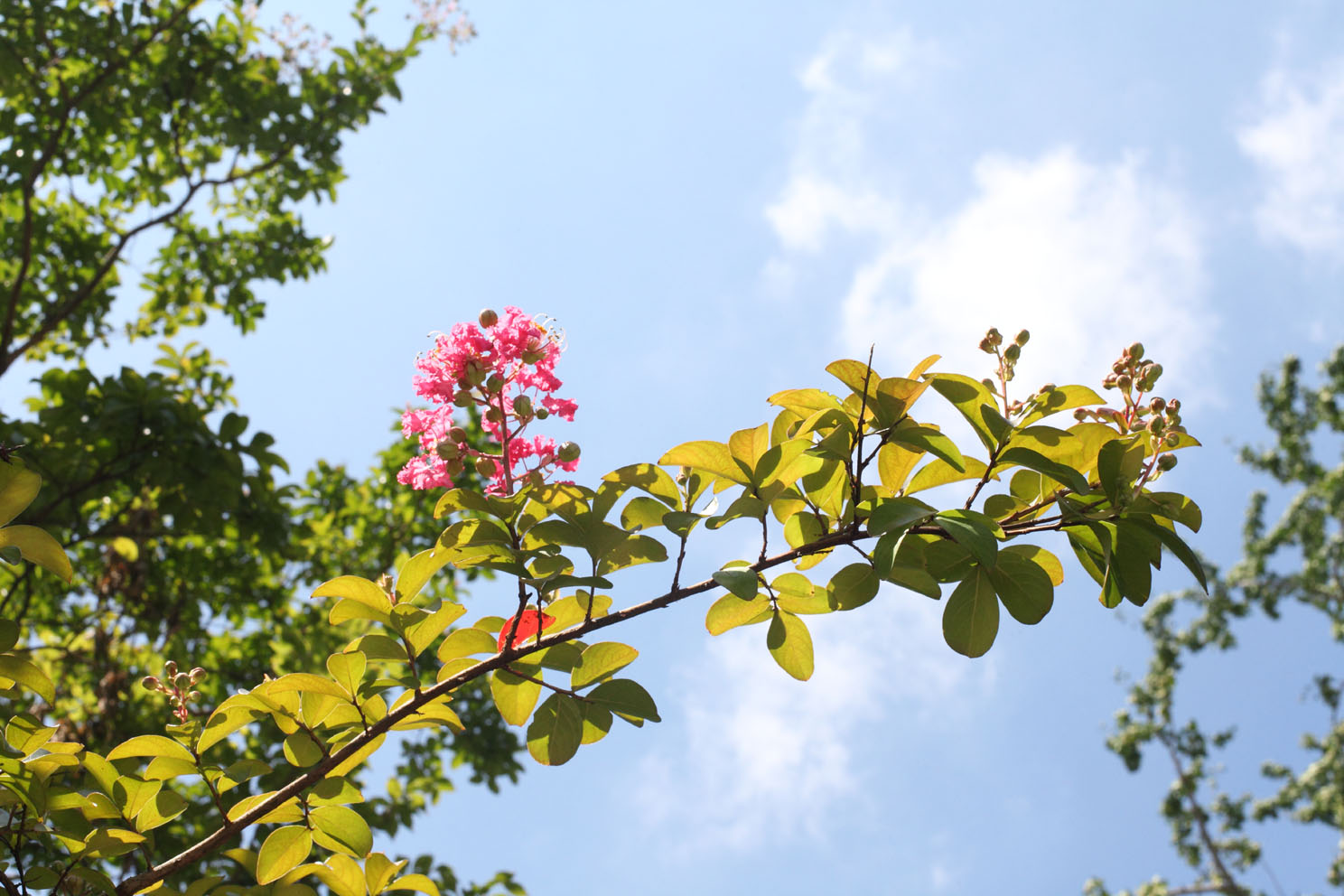 蓮の花の終わり_c0299360_16575351.jpg