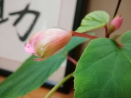 秋のはじまりの花…_b0368362_08121700.jpg