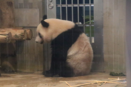 飼育員さ ん シャンシャン 山とpanda