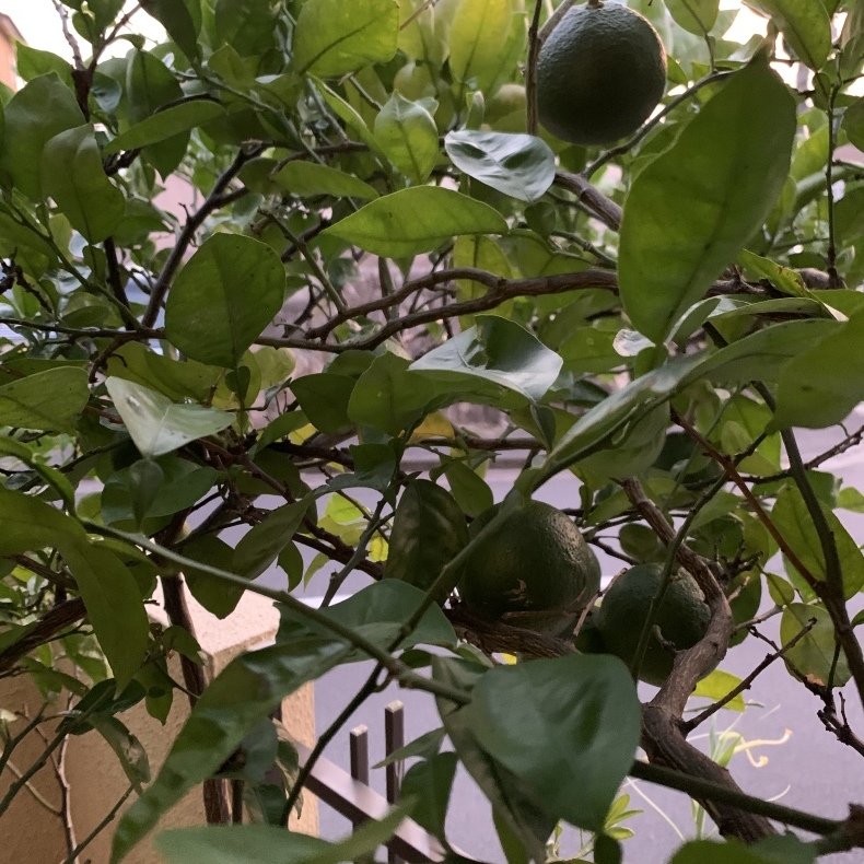かぼす 日々の暮らしをつづります かぼす 日々の暮らしをつづります