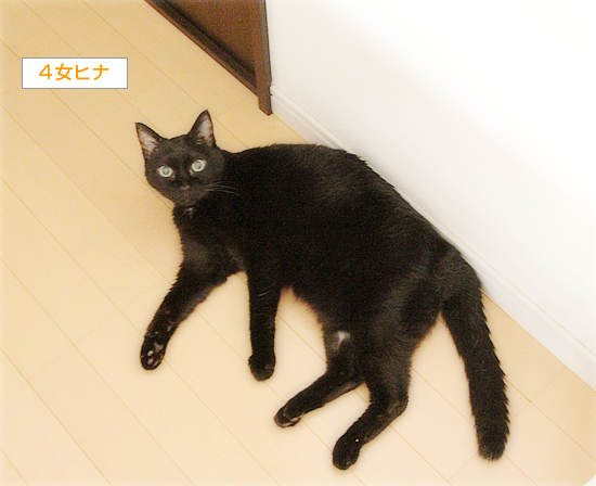 ヒナとお薬_a0389088_06332758.jpg