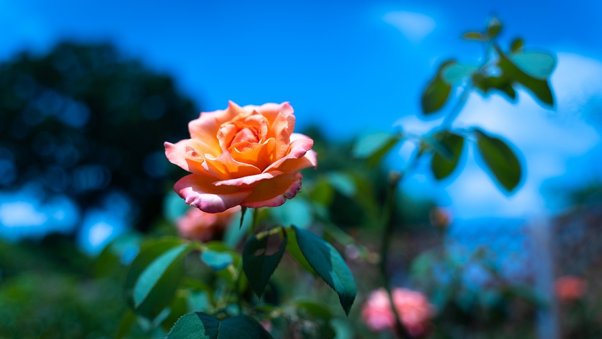 体温以上の気温でも涼し気に咲く薔薇たち_d0353489_17534634.jpg