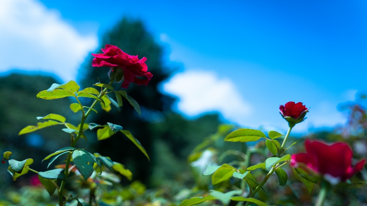 体温以上の気温でも涼し気に咲く薔薇たち_d0353489_17535863.jpg
