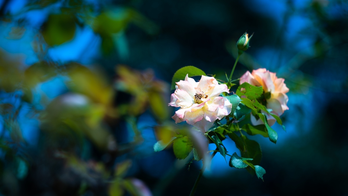 体温以上の気温でも涼し気に咲く薔薇たち_d0353489_17544381.jpg