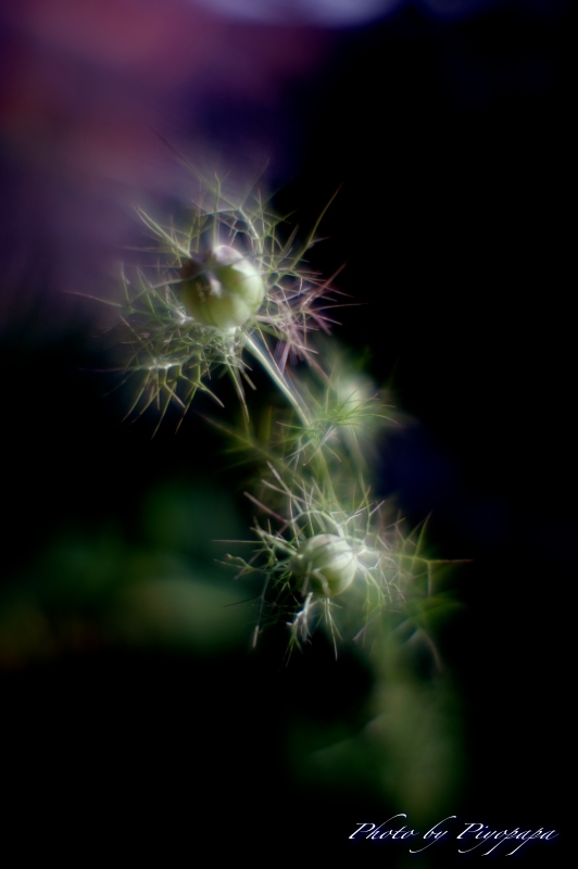 ニゲラ星人 Photo千思万考3 ニゲラ星人 Photo千思万考3