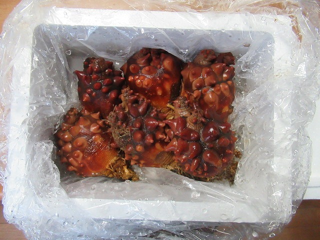 新鮮なホヤを堪能した! 生産者と消費者をつなぐ食べ物付き情報誌「東北食べる通信」_f0141310_07572043.jpg