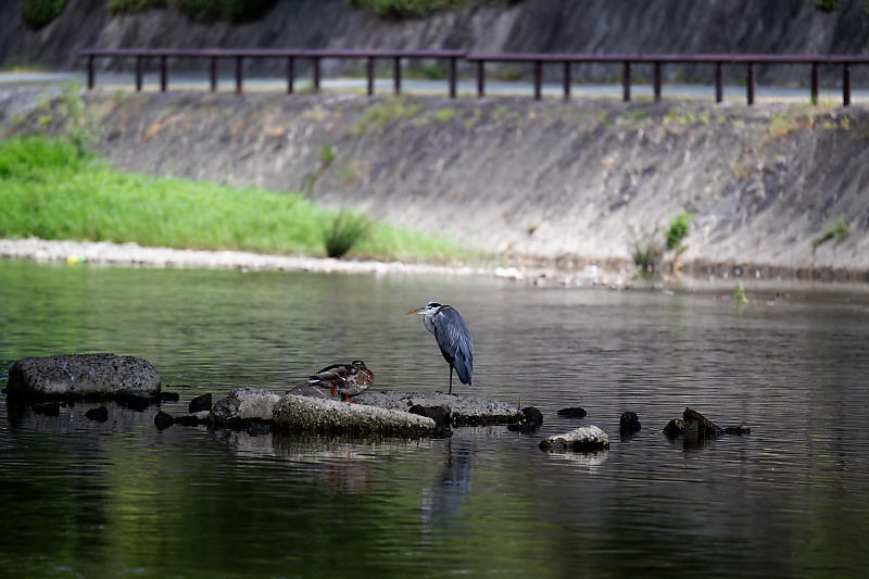 鴨川のサギ_f0032011_19080287.jpg