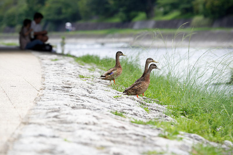 鴨川のサギ_f0032011_19104424.jpg