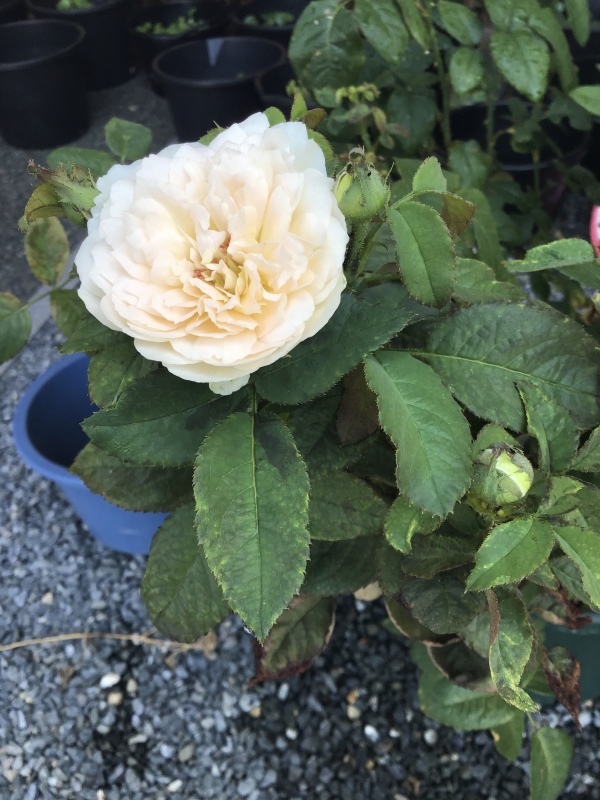 植物の日焼けと15分だけした切り戻し作業 バラやらナンやら