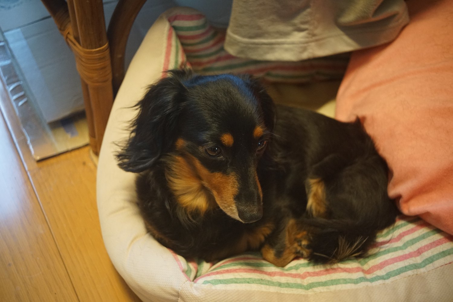 Primagon 35mm F4.5 で ミミちゃん を_b0069128_11190432.jpg