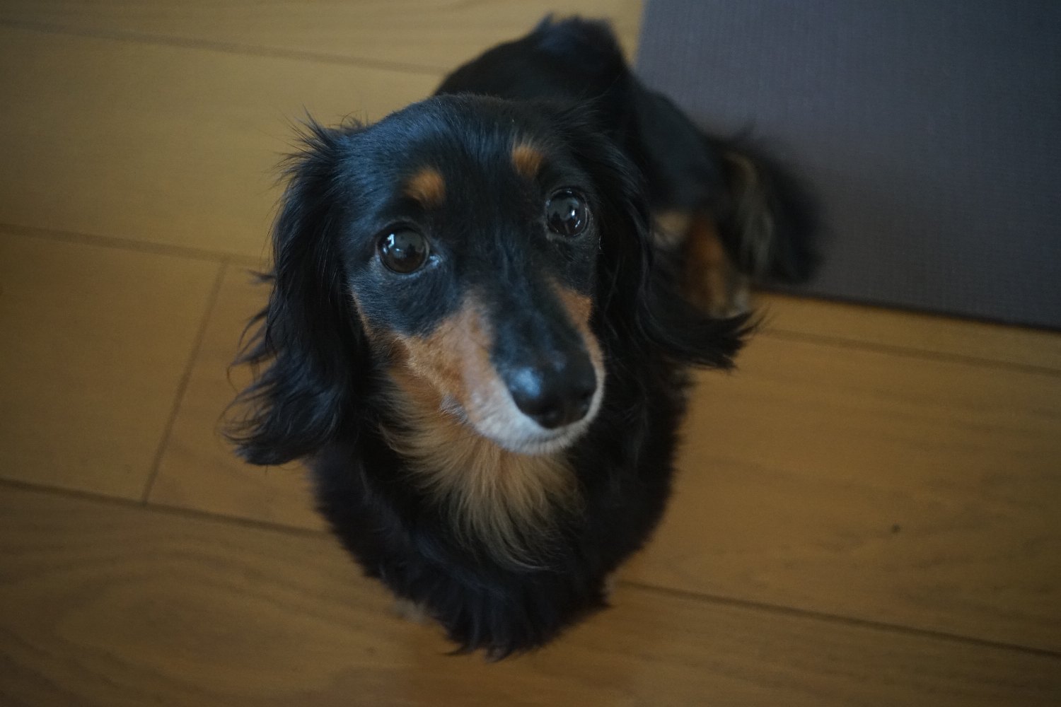 Primagon 35mm F4.5 で ミミちゃん を_b0069128_11191233.jpg