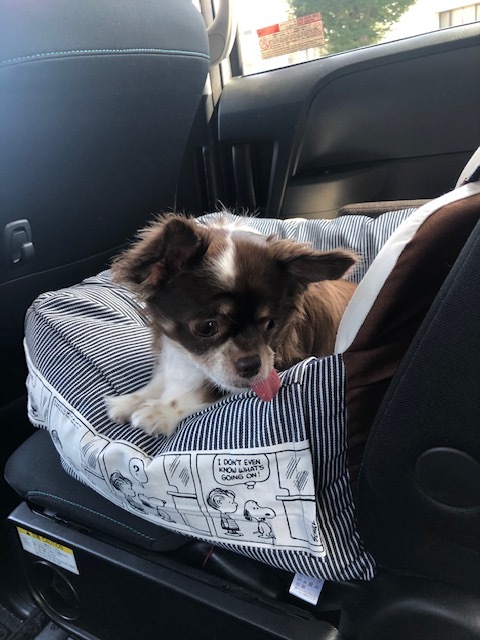 ミニブタちゃん さいたま住研 ほのぼのスタッフ日記