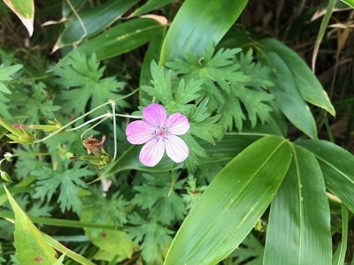 北八ツ散歩？_f0019247_17354198.jpg