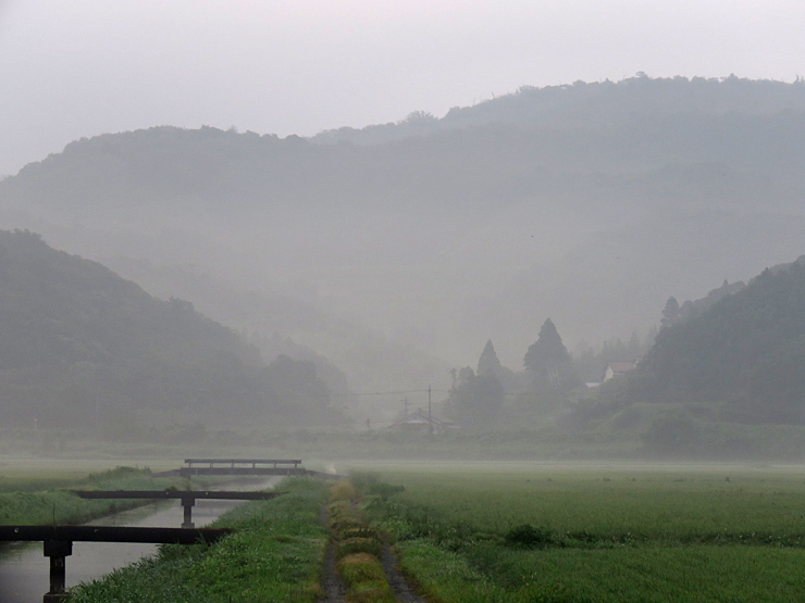 稲の花 清治の花便り