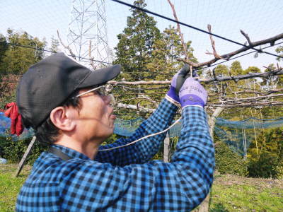 熊本のブランド梨『秋麗(しゅうれい)』令和5年度本日初出荷!数量限定で大好評販売中!_a0254656_17425145.jpg