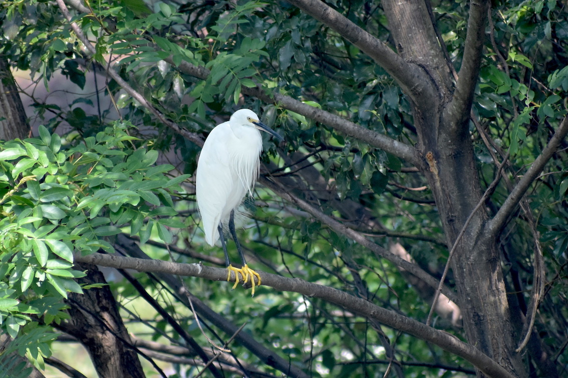 暑い日の鳥_e0414863_17130529.jpg