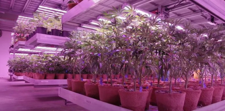 COB 650w LED grow light review_c0408966_11480073.png