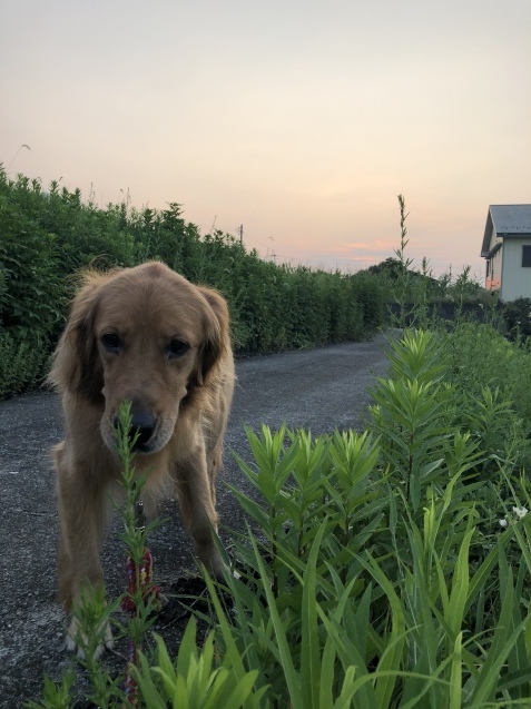 夏休日。_a0394574_13251932.jpeg