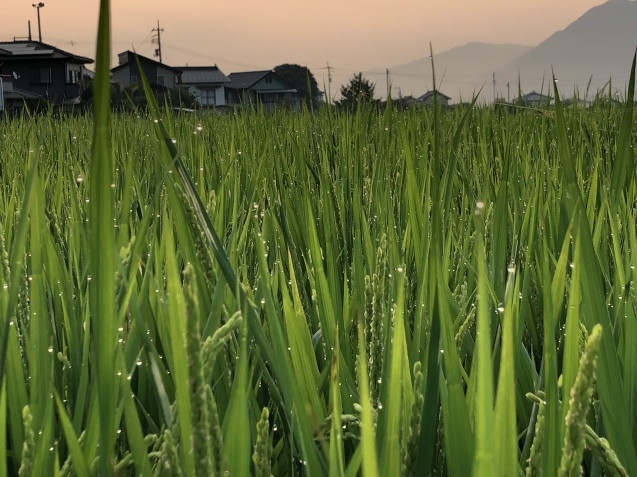 夏休日。_a0394574_13273437.jpeg