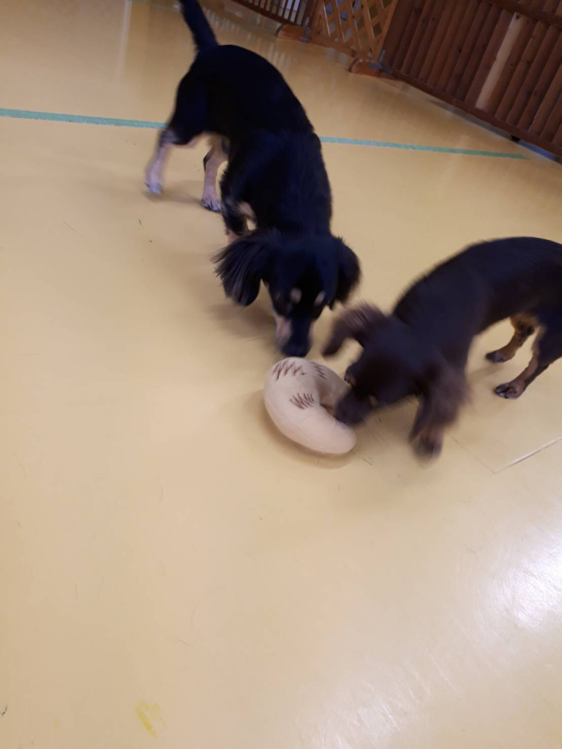 おもちゃ大好き🥎_f0357682_01172190.jpg