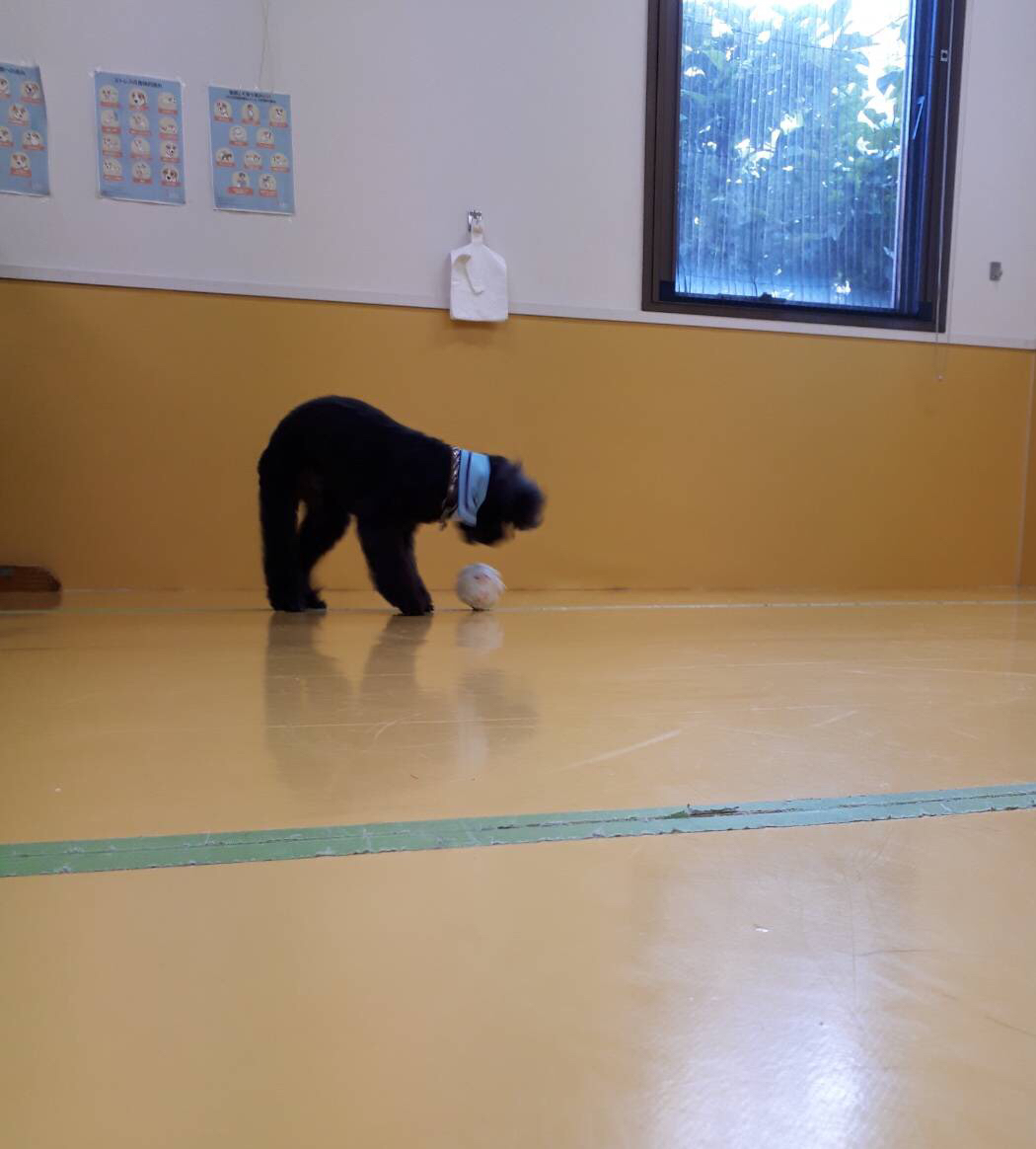 おもちゃ大好き🥎_f0357682_01424795.jpg