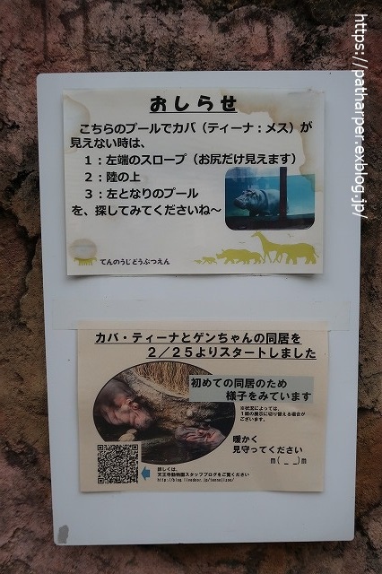 2020年7月 天王寺動物園 その2 フンボ換羽中_a0052986_7554114.jpg
