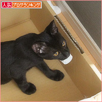 お金のかからない子猫たち_a0389088_10400796.jpg